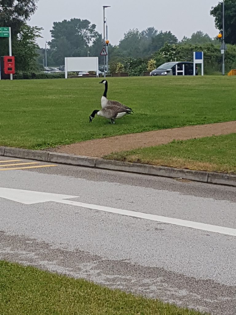 Goose