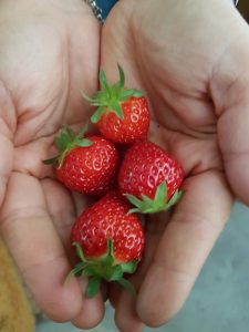 Strawberries, alive alive-oh