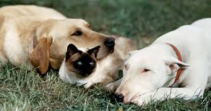 Blogathon 15/22: Incredible journey (not)